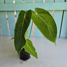 Load image into Gallery viewer, #D118 Anthurium Warocqueanum x Waterburyanum