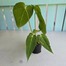 Load image into Gallery viewer, #D118 Anthurium Warocqueanum x Waterburyanum