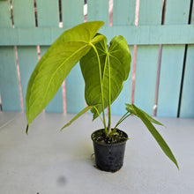 Load image into Gallery viewer, #D118 Anthurium Warocqueanum x Waterburyanum