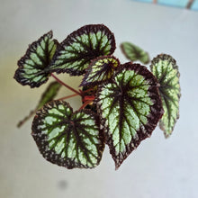 Load image into Gallery viewer, #RD26 Begonia Fireworks