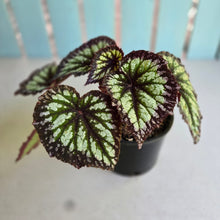 Load image into Gallery viewer, #RD26 Begonia Fireworks