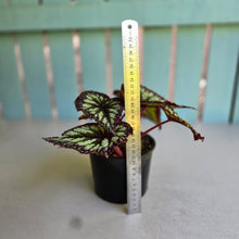 Load image into Gallery viewer, #RD26 Begonia Fireworks
