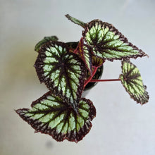 Load image into Gallery viewer, #RD26 Begonia Fireworks