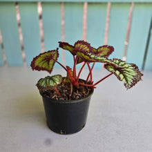 Load image into Gallery viewer, #RD26 Begonia Fireworks
