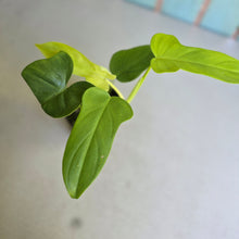 Load image into Gallery viewer, #RD51 Philodendron Golden Violin