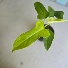 Load image into Gallery viewer, #RD51 Philodendron Golden Violin