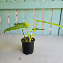Load image into Gallery viewer, #RD51 Philodendron Golden Violin
