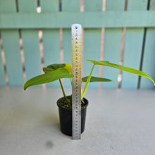 Load image into Gallery viewer, #RD51 Philodendron Golden Violin
