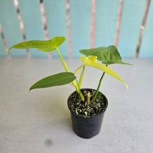 Load image into Gallery viewer, #RD51 Philodendron Golden Violin