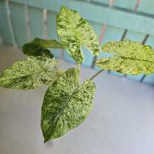 Load image into Gallery viewer, #RB16 Alocasia Odora Batik