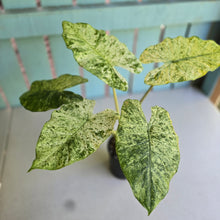 Load image into Gallery viewer, #RB16 Alocasia Odora Batik