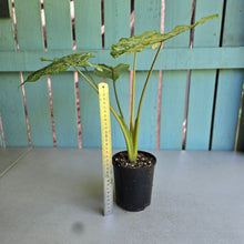 Load image into Gallery viewer, #RB16 Alocasia Odora Batik
