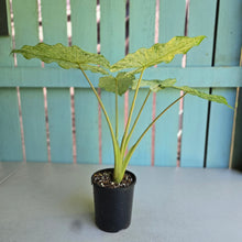 Load image into Gallery viewer, #RB16 Alocasia Odora Batik