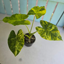 Load image into Gallery viewer, #D557 Variegated Alocasia Gageana