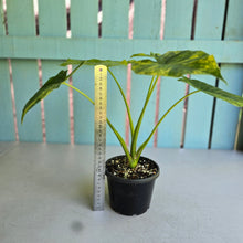 Load image into Gallery viewer, #D557 Variegated Alocasia Gageana