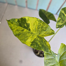 Load image into Gallery viewer, #D557 Variegated Alocasia Gageana