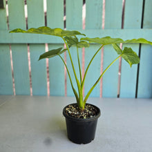 Load image into Gallery viewer, #D557 Variegated Alocasia Gageana