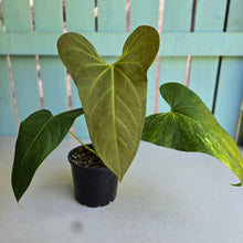 Load image into Gallery viewer, #D881 Reverted Anthurium 'Tadpole' - ('Green Tree Frog' x Variegated Forgetii)