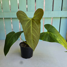 Load image into Gallery viewer, #D881 Reverted Anthurium 'Tadpole' - ('Green Tree Frog' x Variegated Forgetii)
