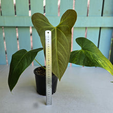 Load image into Gallery viewer, #D881 Reverted Anthurium 'Tadpole' - ('Green Tree Frog' x Variegated Forgetii)