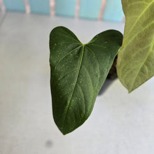 Load image into Gallery viewer, #D881 Reverted Anthurium 'Tadpole' - ('Green Tree Frog' x Variegated Forgetii)