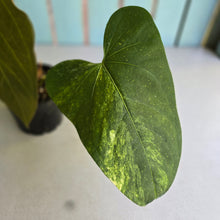 Load image into Gallery viewer, #D881 Reverted Anthurium 'Tadpole' - ('Green Tree Frog' x Variegated Forgetii)