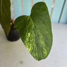 Load image into Gallery viewer, #D881 Reverted Anthurium 'Tadpole' - ('Green Tree Frog' x Variegated Forgetii)
