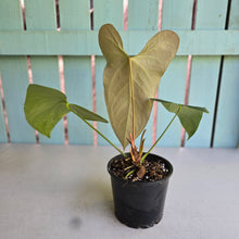Load image into Gallery viewer, #D881 Reverted Anthurium 'Tadpole' - ('Green Tree Frog' x Variegated Forgetii)
