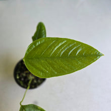 Load image into Gallery viewer, #R32 Anthurium Furcatum