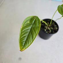 Load image into Gallery viewer, #R32 Anthurium Furcatum