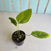 Load image into Gallery viewer, #R32 Anthurium Furcatum