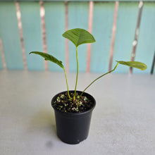 Load image into Gallery viewer, #R32 Anthurium Furcatum
