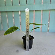 Load image into Gallery viewer, #R32 Anthurium Furcatum
