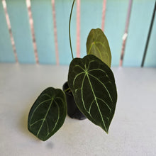 Load image into Gallery viewer, #R5 Flowering Anthurium Forgetii x