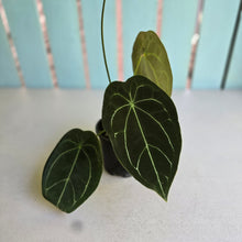 Load image into Gallery viewer, #R5 Flowering Anthurium Forgetii x