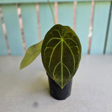 Load image into Gallery viewer, #R5 Flowering Anthurium Forgetii x
