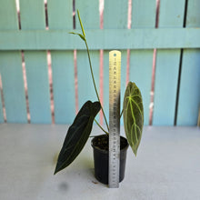 Load image into Gallery viewer, #R5 Flowering Anthurium Forgetii x