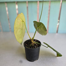 Load image into Gallery viewer, #R5 Flowering Anthurium Forgetii x