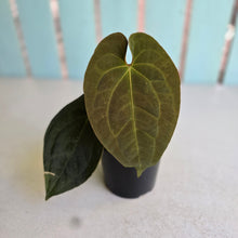 Load image into Gallery viewer, #R23 Anthurium (Papillilaminum x Black Sensation) x