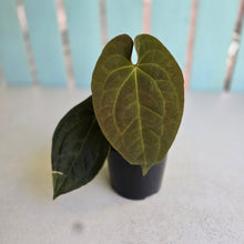 Load image into Gallery viewer, #R23 Anthurium (Papillilaminum x Black Sensation) x
