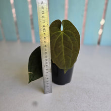 Load image into Gallery viewer, #R23 Anthurium (Papillilaminum x Black Sensation) x