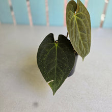 Load image into Gallery viewer, #R23 Anthurium (Papillilaminum x Black Sensation) x