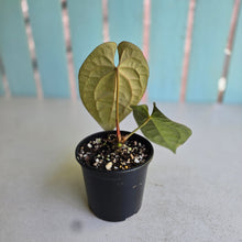 Load image into Gallery viewer, #R23 Anthurium (Papillilaminum x Black Sensation) x