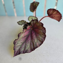 Load image into Gallery viewer, #R90 Begonia Sugar Plum Fairy