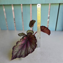 Load image into Gallery viewer, #R90 Begonia Sugar Plum Fairy