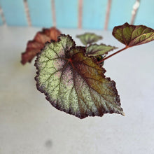 Load image into Gallery viewer, #R90 Begonia Sugar Plum Fairy