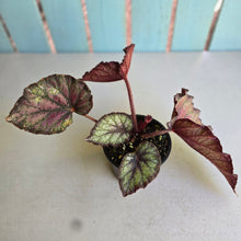 Load image into Gallery viewer, #R90 Begonia Sugar Plum Fairy