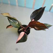 Load image into Gallery viewer, #RD8 Philodendron Pink Princess