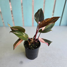 Load image into Gallery viewer, #RD8 Philodendron Pink Princess