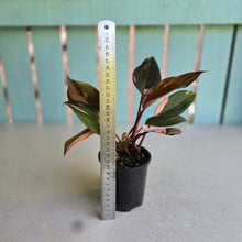 Load image into Gallery viewer, #RD8 Philodendron Pink Princess